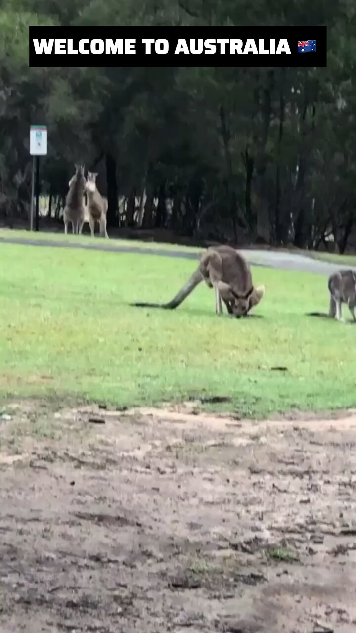 Kangaroo diaries only in Australia 🇦🇺