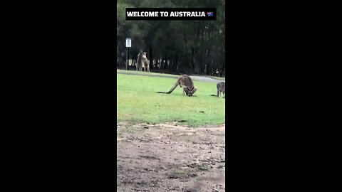 Kangaroo diaries only in Australia 🇦🇺