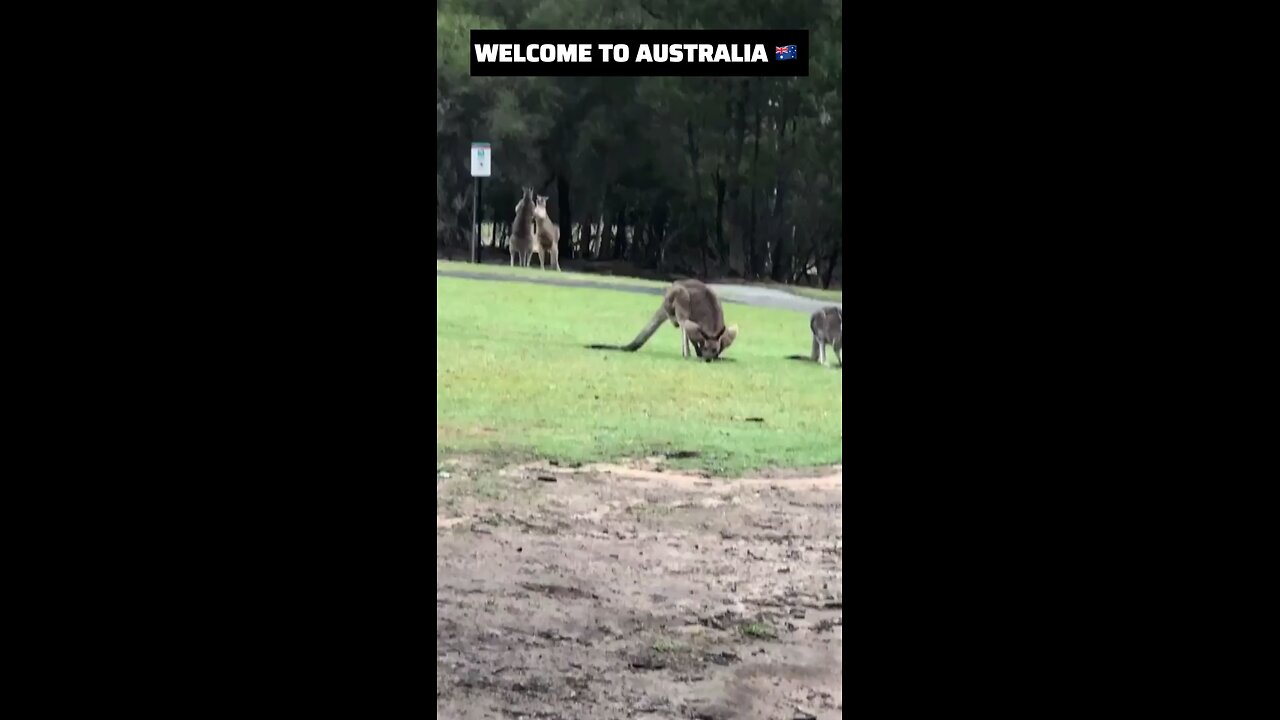 Kangaroo diaries only in Australia 🇦🇺