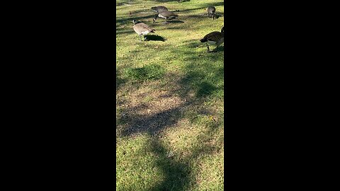 Canada Goose 🪿 #canadagoose #shorts #followme #viral #trending #goose