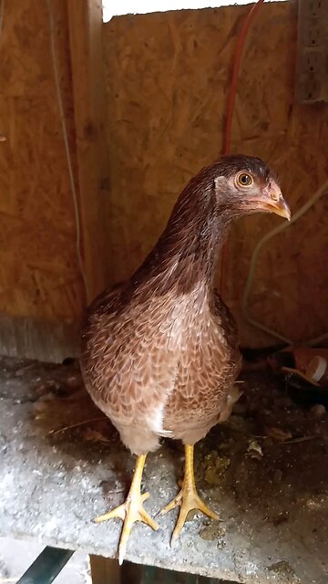 Young Partridge Chantecler Hens