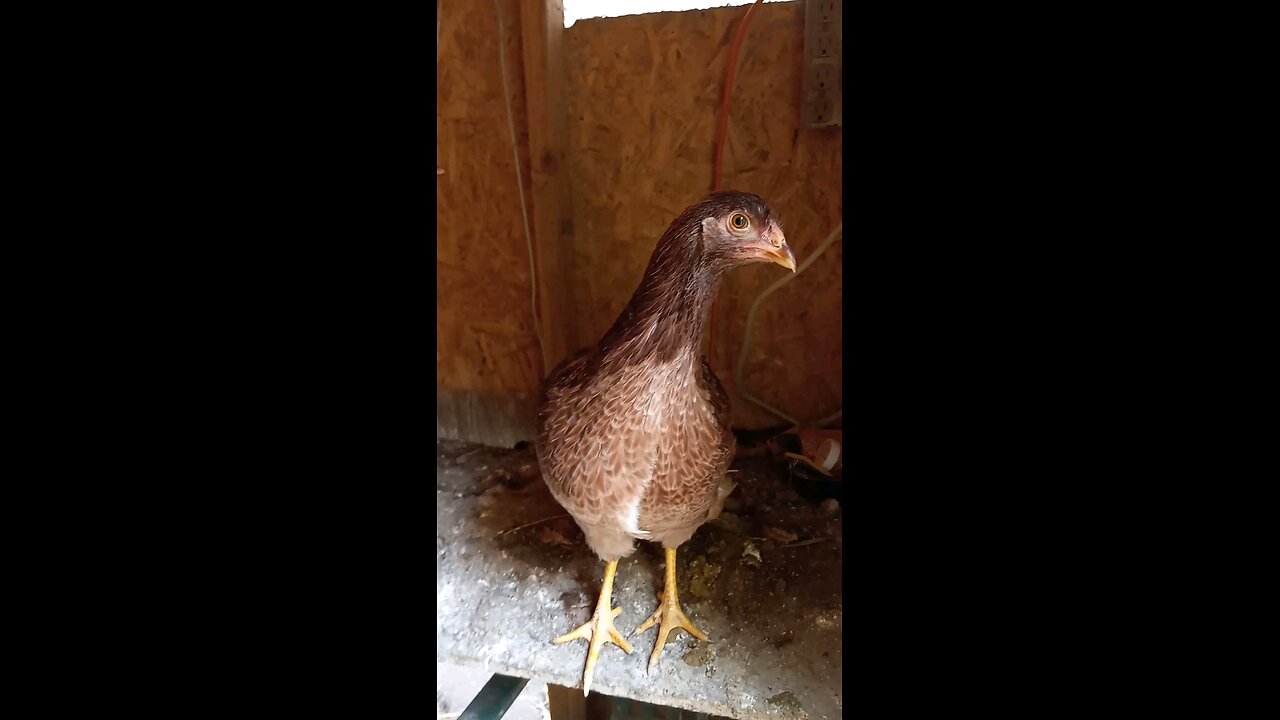 Young Partridge Chantecler Hens