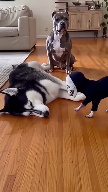 Chihuahua frightened them#satisfying #funnydogs #fyp #foryou #usa