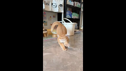 Chubby Cat’s Adorable Stretch: Who Can Resist This Fluffy Ball? 😻✨