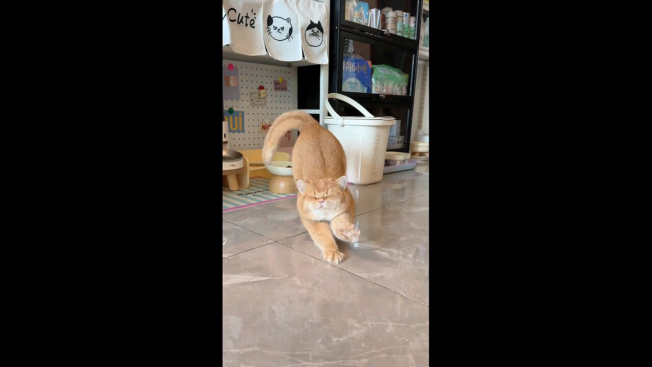 Chubby Cat’s Adorable Stretch: Who Can Resist This Fluffy Ball? 😻✨