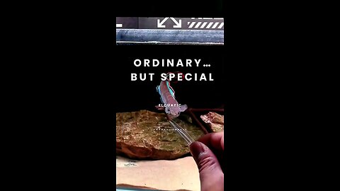 RARE fire&ice channa