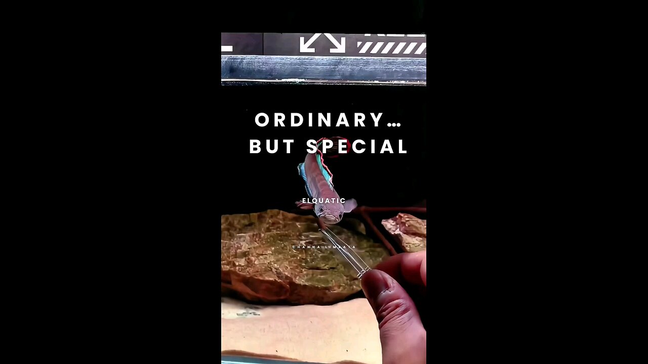 RARE fire&ice channa