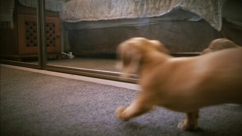 Funny dog