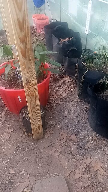 center brace and re-leveling greenhouse 2