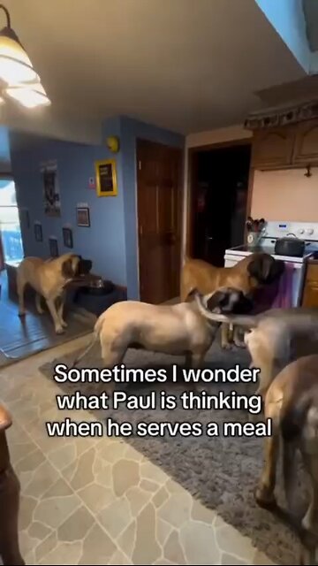 Love All Life Always #301 - Now THAT'S A Dog's Lover! I Wonder What Walk Time Looks Like?!