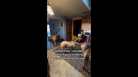 Love All Life Always #301 - Now THAT'S A Dog's Lover! I Wonder What Walk Time Looks Like?!