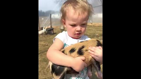 baby pig