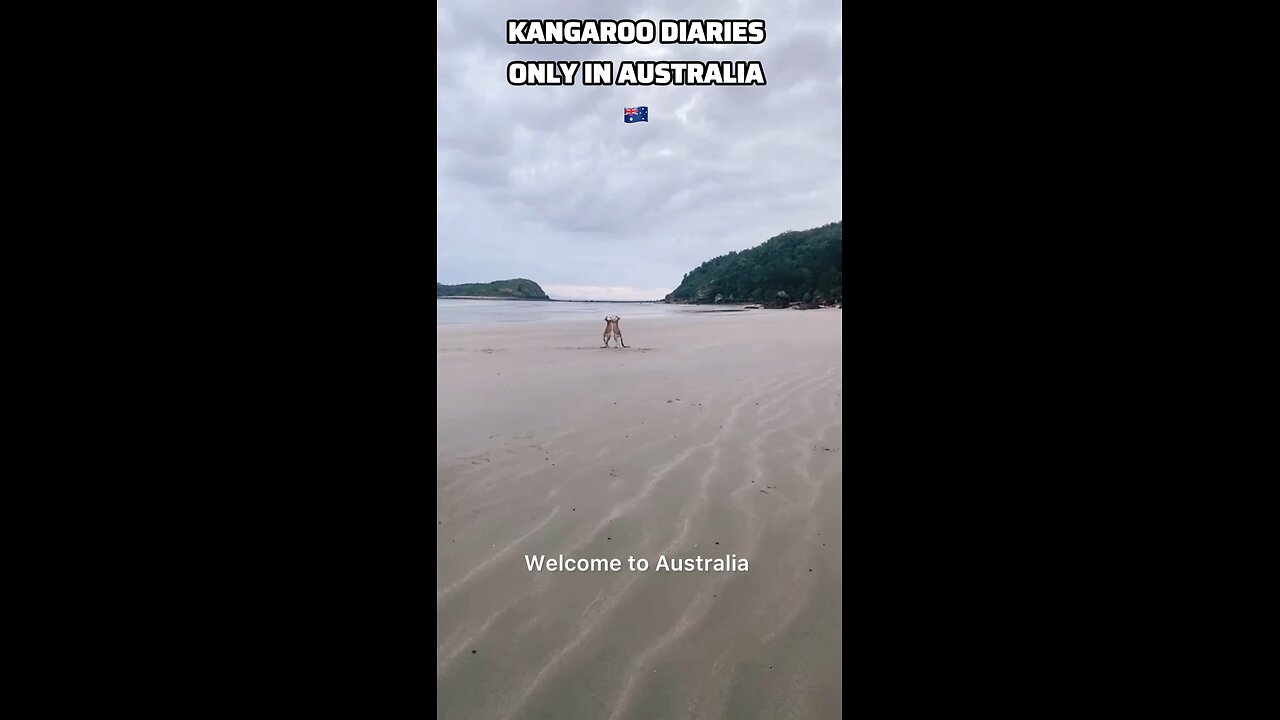 Kangaroos fighting