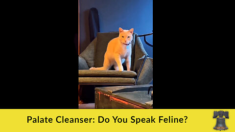 Palate Cleanser: Do You Speak Feline?