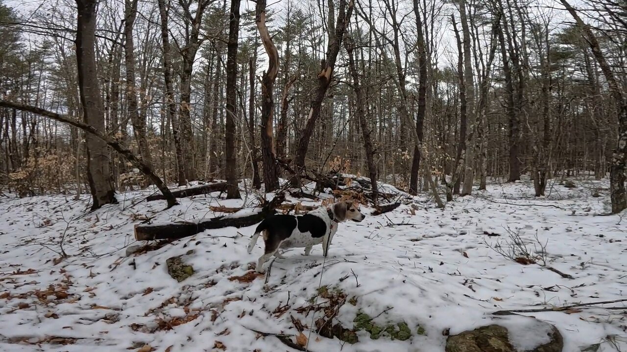 Bandit