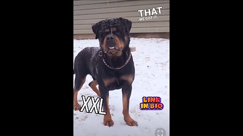 DONEYUNO ROTTIES XXL