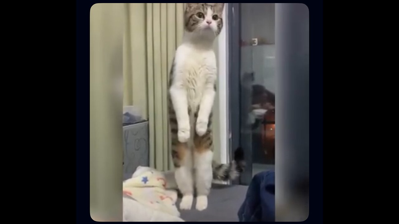 Funny video of cats is very funny #