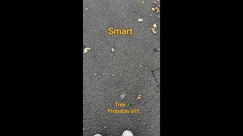Tree of!!