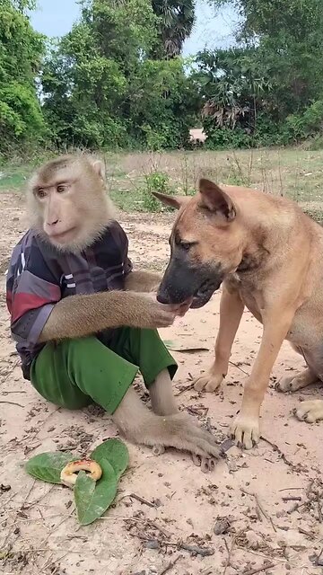 Lovely animal SokYaa, OG, Pao Mom Are Famous Around The World #shorts #anime #trend #edit