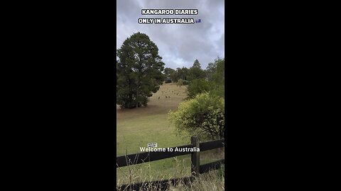 Kangaroo diaries only in Australia 🇦🇺