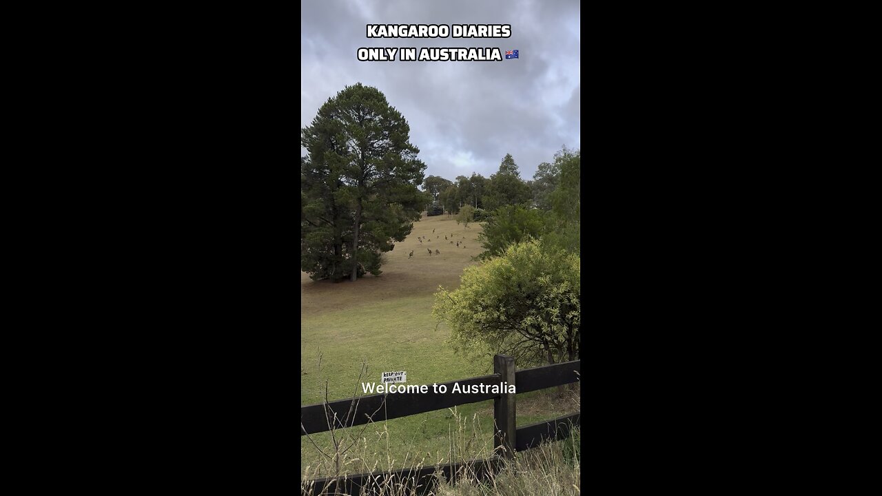 Kangaroo diaries only in Australia 🇦🇺