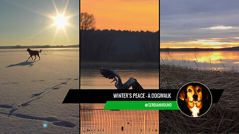 Winter's Peace: A Heron's Serene Moment on the Frozen Lake