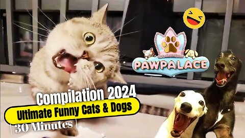 🐾 Ultimate Funny Cats & Dogs Compilation 2024 | 30 Minutes of Cuteness Overload! 🐶😹