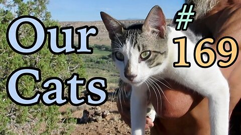 Our Cats #169 - Short Clip - Panqueeñou's Tail & Its Shadow
