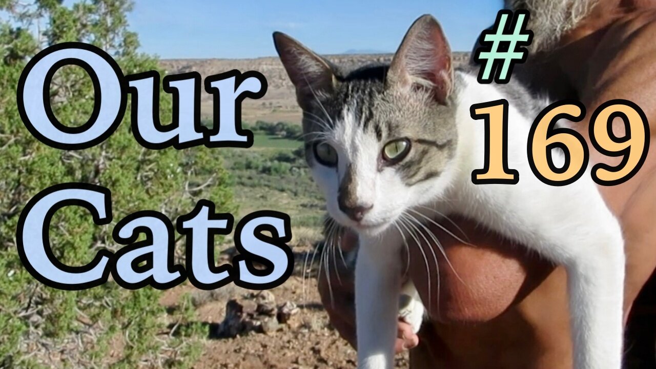 Our Cats #169 - Short Clip - Panqueeñou's Tail & Its Shadow