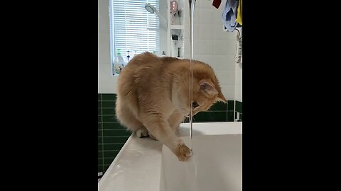 Thirsty orange little cat