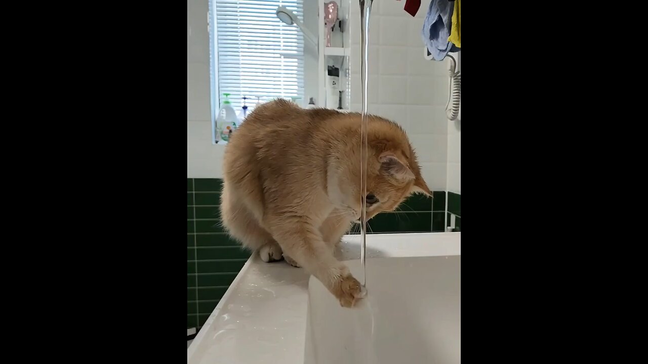 Thirsty orange little cat