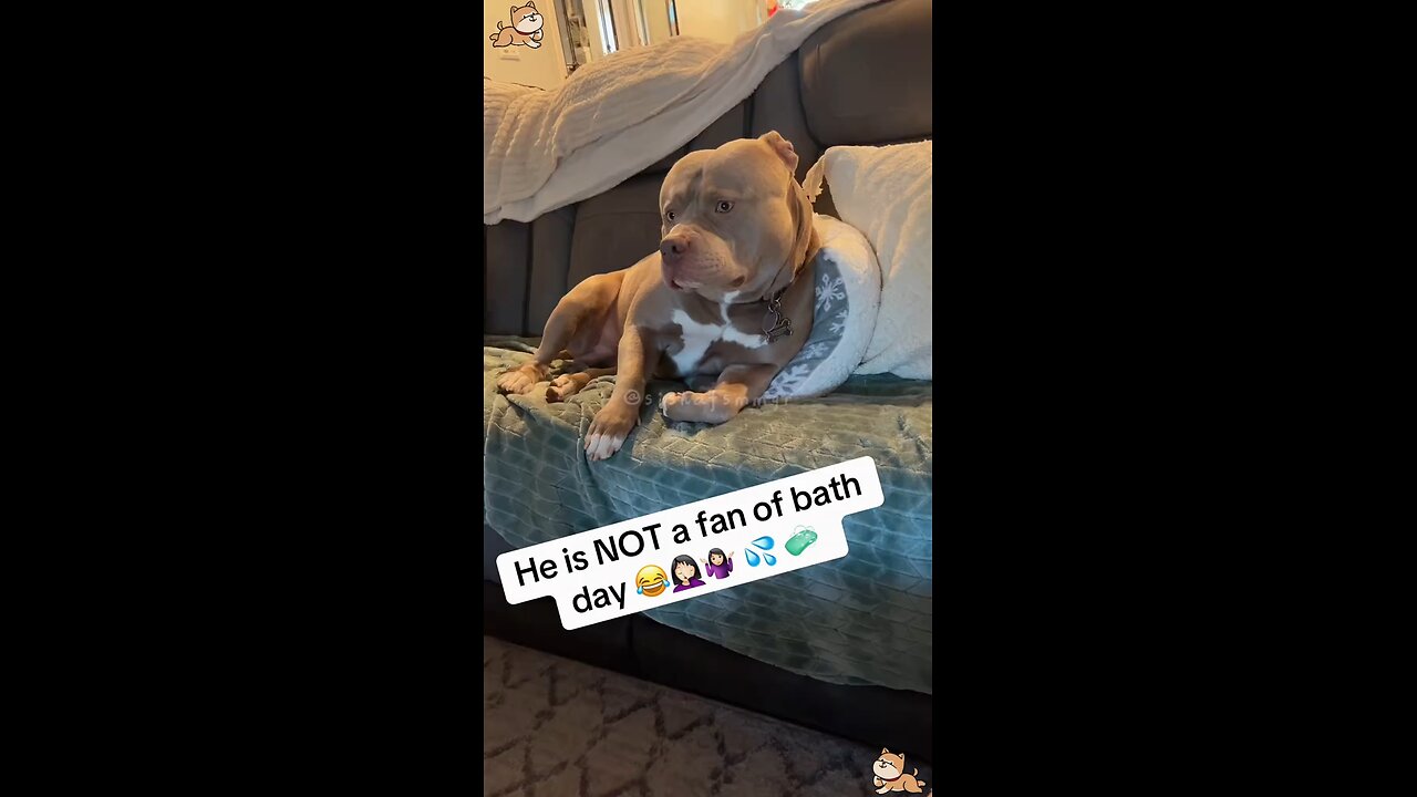 Time for Bath | Dogs funny reaction