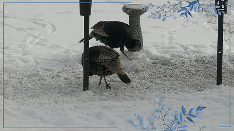 Turkeys Again.