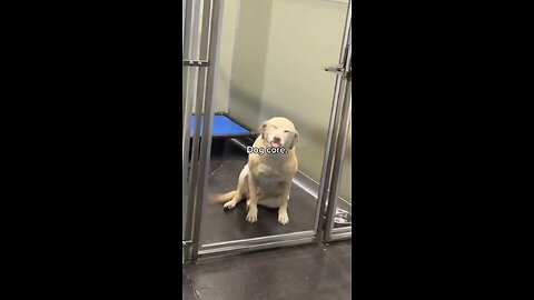 Funny dog core