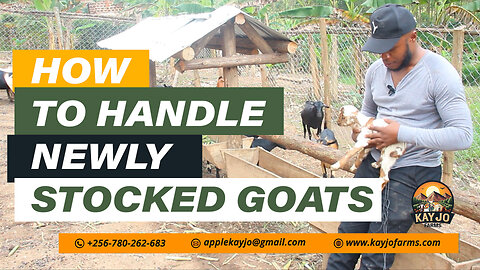 How To Handle Newly Stocked Goats Shipping Fever | ep23 #goatfarming #shippingFever