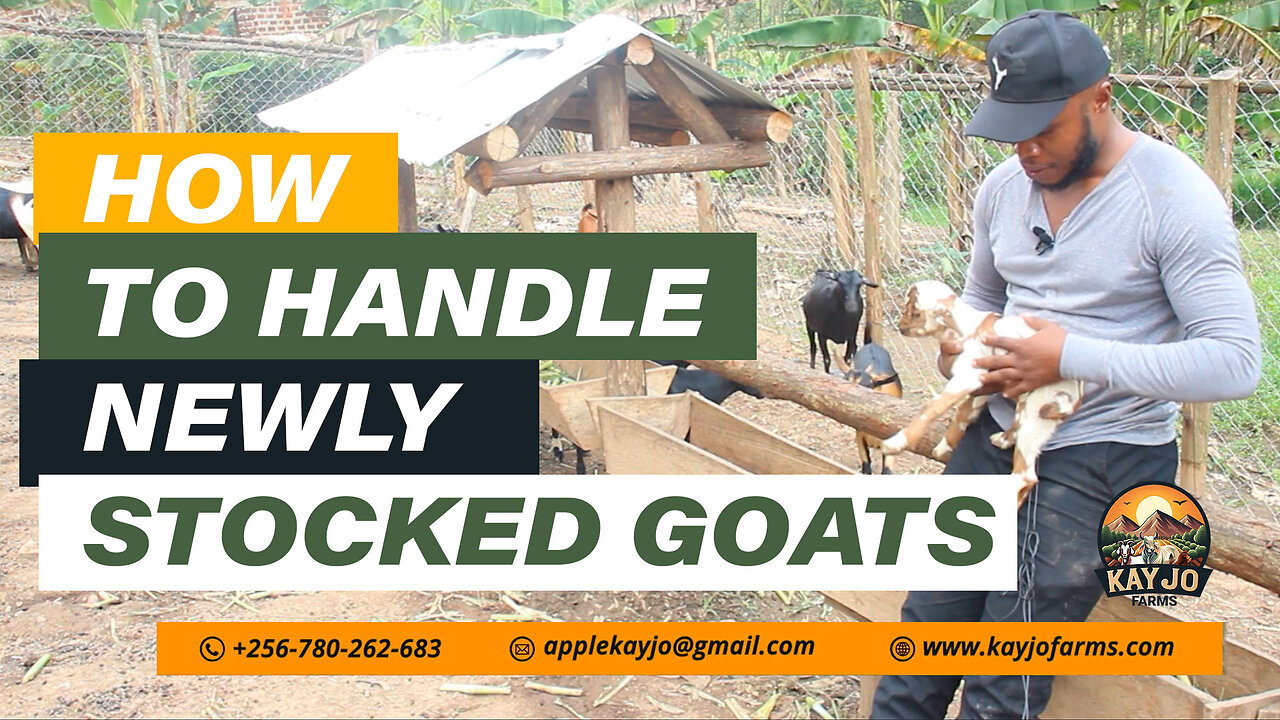 How To Handle Newly Stocked Goats Shipping Fever | ep23 #goatfarming #shippingFever