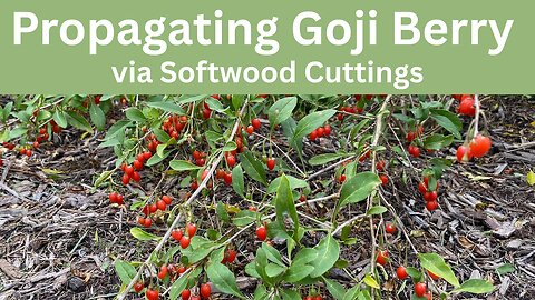 Propagating Goji Berry via Softwood Cuttings