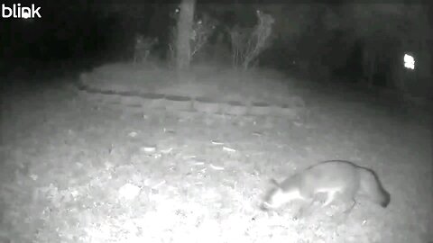 Backyard Blink Wild Animal Camera