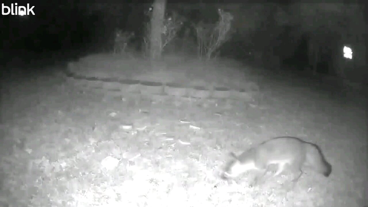 Backyard Blink Wild Animal Camera