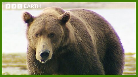 Grizzly Bear Bulking Season