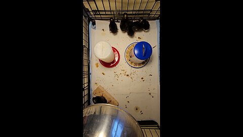 chicks discover mealworms.