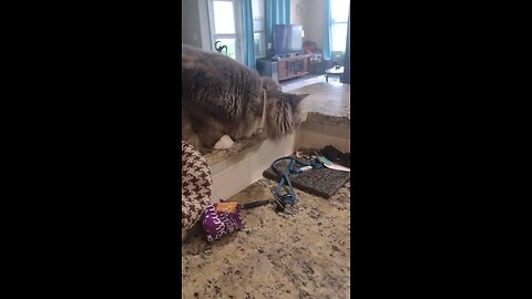 Smokey falls off the counter top over nothing