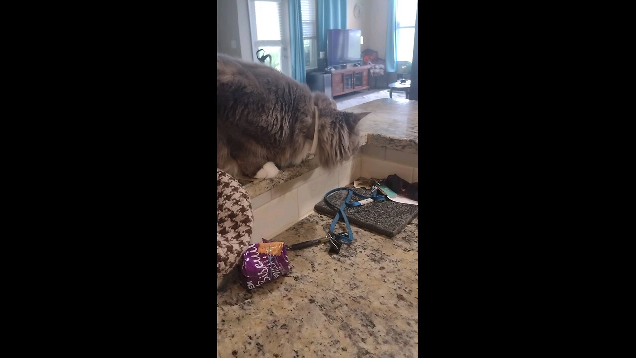 Smokey falls off the counter top over nothing