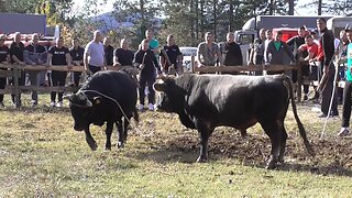 Druženje Gornje Jaruške kod Naske i Sinova Lukavac 2025