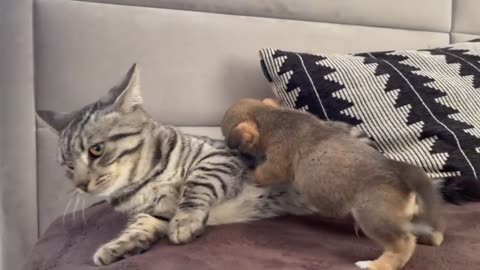 Funny Cat Reaction to Puppies [Kitty sees them for the First Time]