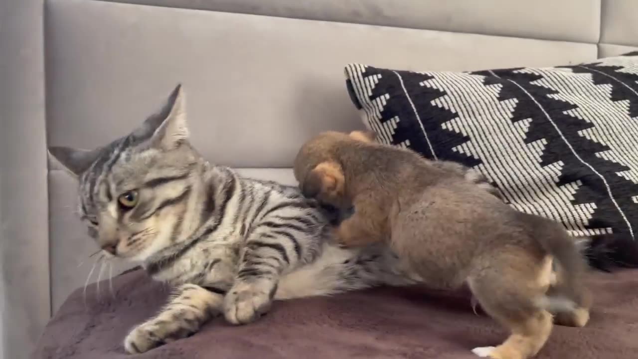 Funny Cat Reaction to Puppies [Kitty sees them for the First Time]
