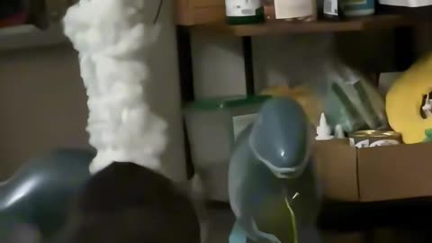 Funny cat videos