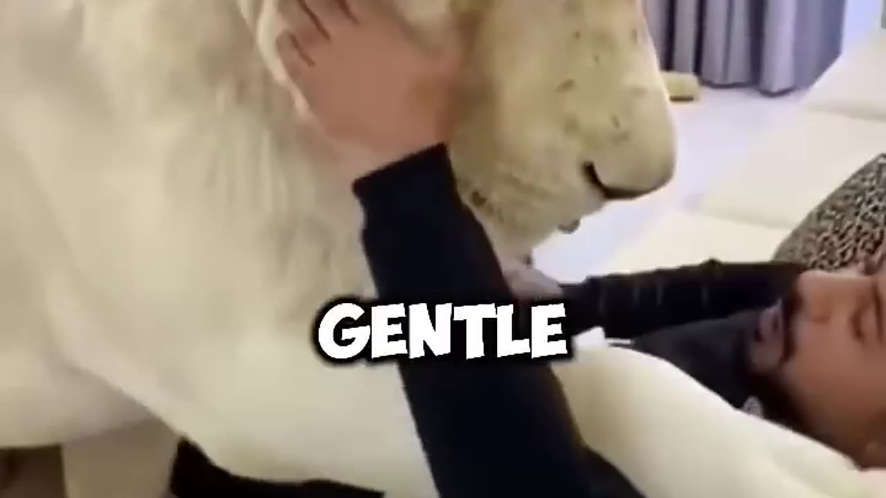 Do you want to have a bodyguard like that