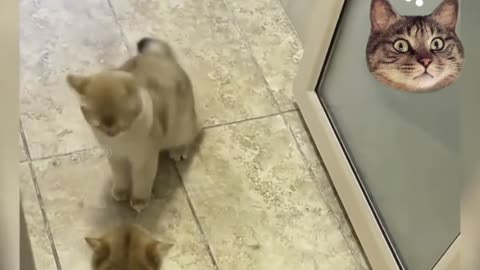 two cats fighting funny !