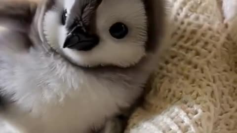 Cute animal baby